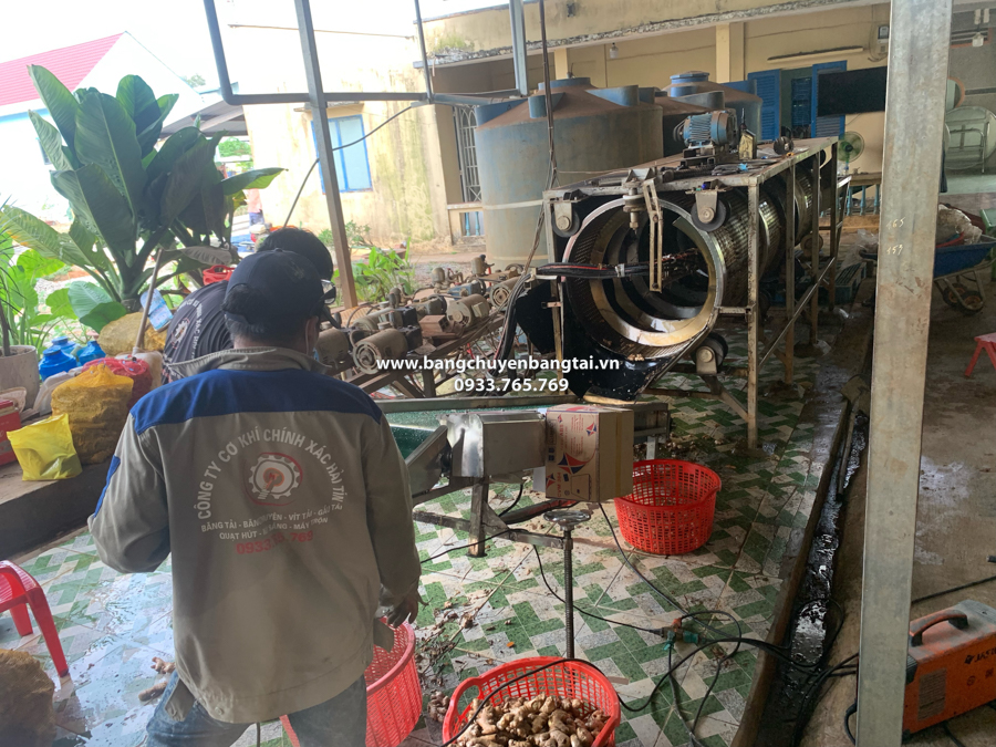 băng tải củ gừng